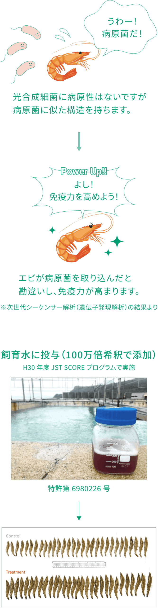 エビの免疫力向上と検証結果