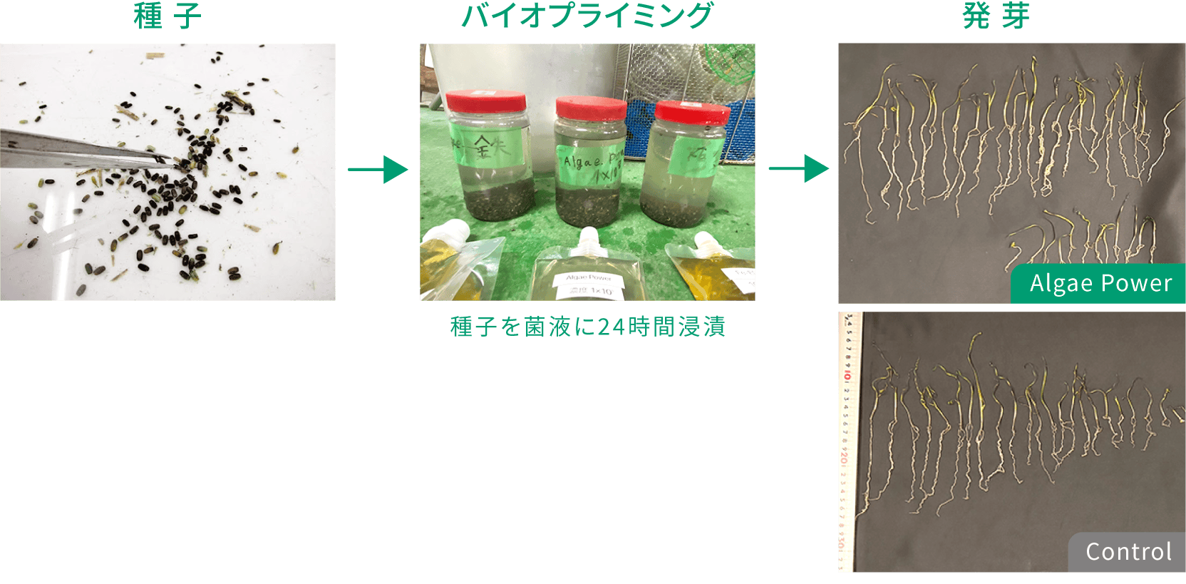 アマモの発芽状況