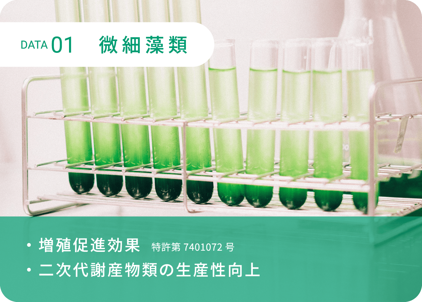 DATA1 微細藻類