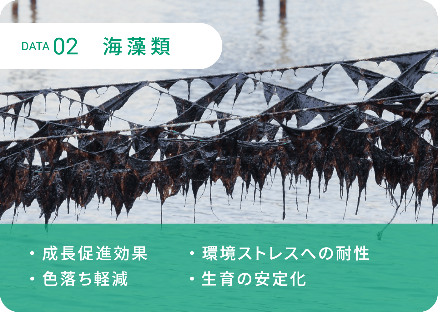 DATA2 海藻類