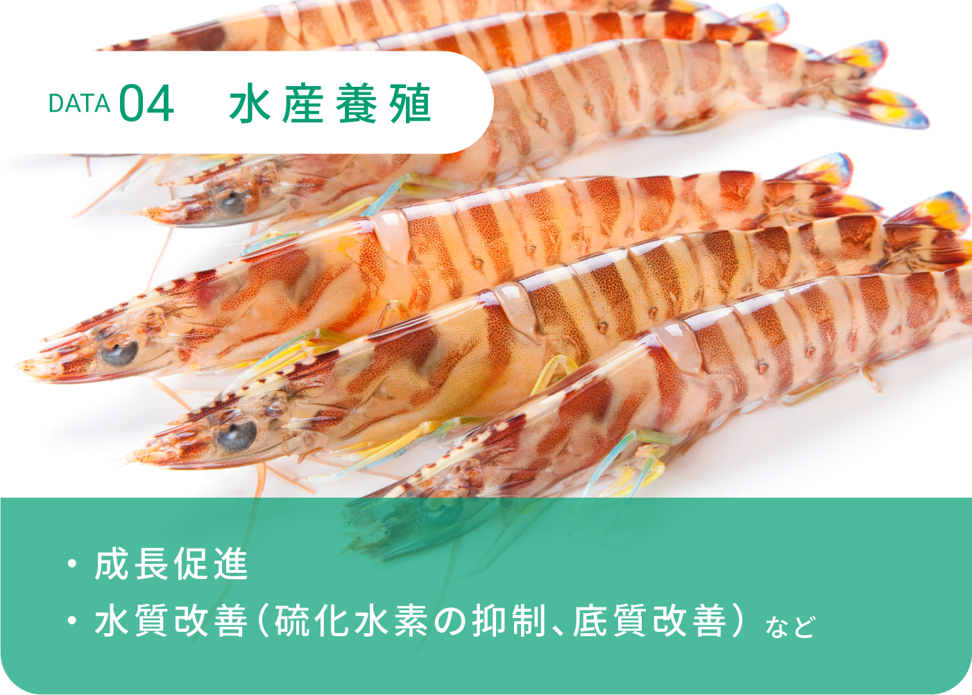 DATA4 水産養殖