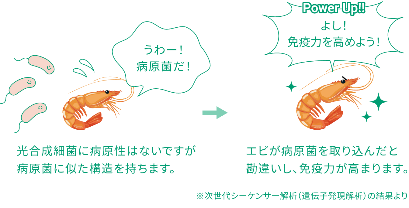 エビの免疫力向上